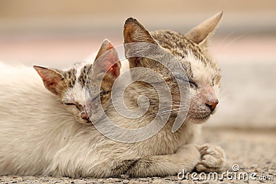 Vagrant sick cats. Homeless wild cats on dirty street in AsiaÂ  Stock Photo